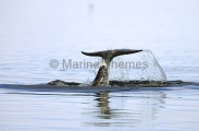 Narwhal (Monodon monoceros) Narwhal (Monodon monoceros)