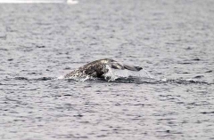 Narwhal (Monodon monoceros) Narwhal (Monodon monoceros)