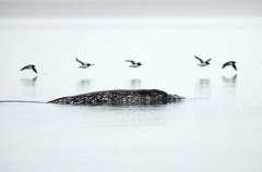 Narwhal (Monodon monoceros) Narwhal (Monodon monoceros)