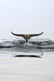 Narwhal (Monodon monoceros) Narwhal (Monodon monoceros)