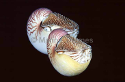 Emperor Nautilus (Nautilus pompilius) Emperor Nautilus (Nautilus pompilius)