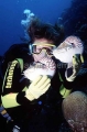 Emperor Nautilus (Nautilus pompilius)