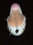 Emperor Nautilus (Nautilus pompilius)