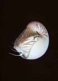 Emperor Nautilus (Nautilus pompilius) Emperor Nautilus (Nautilus pompilius)