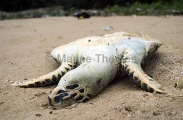 Hawksbill Turtle (Eretmochelys imbricata) Hawksbill Turtle (Eretmochelys imbricata)