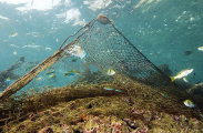 Ghost net tangled on coral reef with dead parrotfish, caught while feeding off algae growning on mesh.