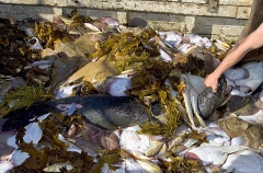 Australian Fur Seal (Arctocephalus pusillus doriferus) Australian Fur Seal (Arctocephalus pusillus doriferus)