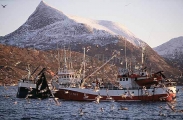 Trawlers hauling in nets. Trawlers hauling in nets.