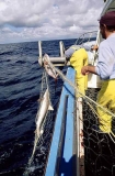 Fishermen hauling in shark net. Fishermen hauling in shark net.