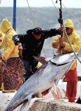 Northern Bluefin Tuna (Thunnus thynnus) Northern Bluefin Tuna (Thunnus thynnus)