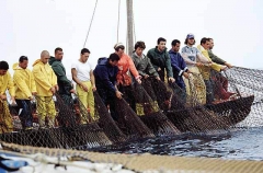 Northern Bluefin Tuna (Thunnus thynnus) Northern Bluefin Tuna (Thunnus thynnus)