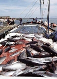 Northern Bluefin Tuna (Thunnus thynnus) Northern Bluefin Tuna (Thunnus thynnus)