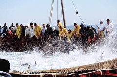 Northern Bluefin Tuna (Thunnus thynnus) Northern Bluefin Tuna (Thunnus thynnus)