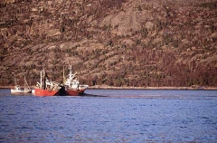 Trawlers hauling in herring caught in purse sein net.