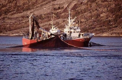 Trawlers hauling in herring caught in purse sein net.