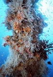 Sponge, soft coral and other growth on mast of the Nippo Maru, Japanese WW II shipwreck. Sponge, soft coral and other growth on mast of the Nippo Maru, Japanese WW II shipwreck.