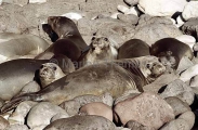 Northern Elephant Seals (Mirounga angustirostris) Northern Elephant Seals (Mirounga angustirostris)