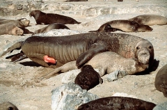 Northern Elephant Seals (Mirounga angustirostris) Northern Elephant Seals (Mirounga angustirostris)
