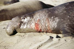 Northern Elephant Seal (Mirounga angustirostris) Northern Elephant Seal (Mirounga angustirostris)