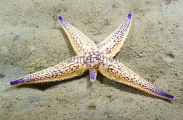Northern Pacific Sea Star (Asterias amurensis) Northern Pacific Sea Star (Asterias amurensis)