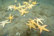 Northern Pacific Sea Stars (Asterias amurensis) Northern Pacific Sea Stars (Asterias amurensis)