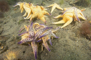 Northern Pacific Sea Stars (Asterias amurensis) Northern Pacific Sea Stars (Asterias amurensis)