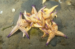 Northern Pacific Sea Stars (Asterias amurensis) Northern Pacific Sea Stars (Asterias amurensis)