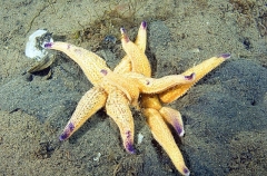 Northern Pacific Sea Star (Asterias amurensis) Northern Pacific Sea Star (Asterias amurensis)