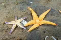 Northern Pacific Sea Star (Asterias amurensis) Northern Pacific Sea Star (Asterias amurensis)