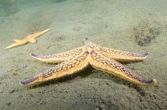 Northern Pacific Sea Star (Asterias amurensis) Northern Pacific Sea Star (Asterias amurensis)