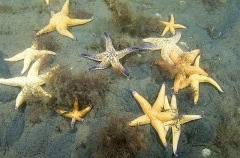 Northern Pacific Sea Stars (Asterias amurensis) Northern Pacific Sea Stars (Asterias amurensis)