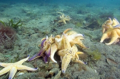 Northern Pacific Sea Stars (Asterias amurensis) Northern Pacific Sea Stars (Asterias amurensis)