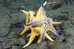 Northern Pacific Sea Stars (Asterias amurensis) Northern Pacific Sea Stars (Asterias amurensis)