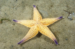 Northern Pacific Sea Star (Asterias amurensis) Northern Pacific Sea Star (Asterias amurensis)