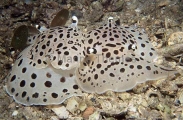 Moon Pleurobranchs (Euselenops luniceps) Moon Pleurobranchs (Euselenops luniceps)