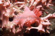Verconis Nudibranch (Verconia verconis) Verconis Nudibranch (Verconia verconis)