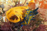 Vercon's Nudibranch (Tambja verconis) Vercon's Nudibranch (Tambja verconis)
