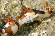 Lined Nudibranchs (Nembrotha lineolata) Lined Nudibranchs (Nembrotha lineolata)