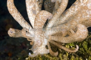 Long Branched Nudibranch (Phyllodesmium longicirra) Long Branched Nudibranch (Phyllodesmium longicirra)