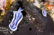 Toothpaste Nudibranchs (Chromodoris lochi) Toothpaste Nudibranchs (Chromodoris lochi)