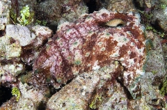 Sea Hare (Dolabella auricularia) Sea Hare (Dolabella auricularia)