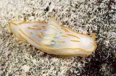 Gold-lined Nudibranch (Gymnodoris Striata) Gold-lined Nudibranch (Gymnodoris Striata)
