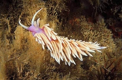 Nudibranch (Jason mirablis)