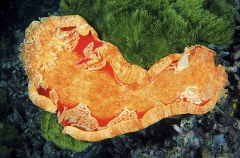Spanish Dancer Nudibranch (Hexabranchus sanguineus) Spanish Dancer Nudibranch (Hexabranchus sanguineus)
