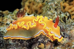 Glossodoris Nudibranch (Glossodoris rubroannulata) Glossodoris Nudibranch (Glossodoris rubroannulata)