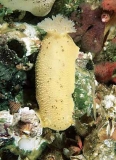 Sea Lemon Nudibranch (Anisdoris nobilis) Sea Lemon Nudibranch (Anisdoris nobilis)
