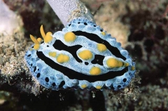 Blue Phyllidia Nudibranch (Phyllidia coelestis)