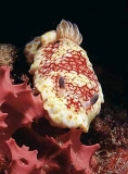 Scaled Nudibranch (Chromodoris sp.) Scaled Nudibranch (Chromodoris sp.)