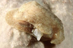 Spotted Side-gilled Sea Slug (Pleurobranchaea maculata)