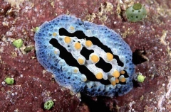 Blue Phyllidia Nudibranch (Phyllidia coelestis)
